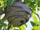 Types of Wasps in Oregon | Bug Zapper Pest Control