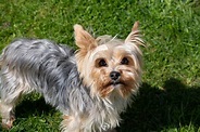 Yorkshire Terrier Dog Breed Facts & Information | Rover.com