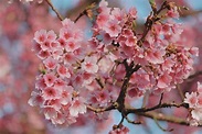 小米狐空空 - 東京也即將進到櫻花季節～來分享一下個人的賞櫻經驗 怎麼看吉野櫻到底算不算滿開？我的標準是像下面這張照片一樣櫻花枝頭都還是一球一 ...