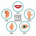 Premium Vector | Five senses of human perception poster icons. taste ...