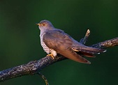 Common Cuckoo by Lee Fuller - BirdGuides