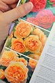 The Grower's Daughter: The David Austin Rose Catalogue