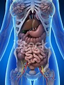 Female Anatomy - Intestines Stock Photo | Royalty-Free | FreeImages