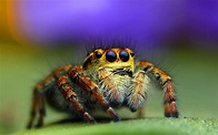 Close-up photo of brown jumping spider on green surface HD wallpaper ...