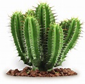 Cactus Png Transparent - PNG Image Collection