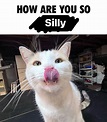 How Are You So Silly | Silly Cats | Know Your Meme