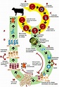 Ciclo biológico de Babesia bovis (Mosqueda et. al, 2012). | Download ...