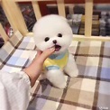 Cute Small Pomeranian Dog | Little dogs, Cute little animals, Pet clothes
