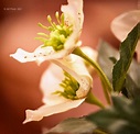 Blütenträume | CapBluePhoto Fotocommunity