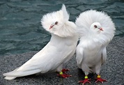 10 of the Most Beautiful Doves and Pigeons in the World | HenSpark Stories