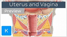 Uterus and vagina (preview) - Human Anatomy | Kenhub - YouTube