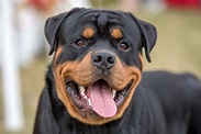 Rottweiler Breed Information & Characteristics | Daily Paws