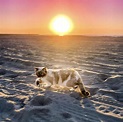 Typical Animals | Happy Cats: My beach cat