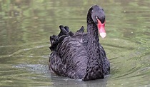 Black Swan | The Animal Facts | Appearance, Diet, Habitat, Reproduction