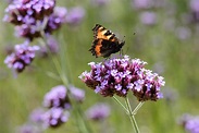 Perennials for Butterflies - BBC Gardeners World Magazine