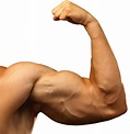 Biceps Muscle PNG HD | PNG Mart