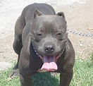 File:American Pit Bull Terrier color Blue (Gris).jpg - Wikimedia Commons