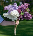 Cultivating a love of lilacs - New Hampshire Home Magazine