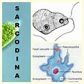 Kingdom Protista: Its Characteristics, History and Classifications ...