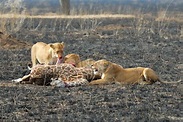 Leões Que Comem Uma Rapina, Parque Nacional De Etosha, Namíbia Foto de ...