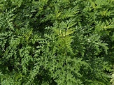 La altamisa - Ambrosia peruviana - Asteraceae - MundoForestal