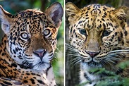 Jaguar vs Leopard - How to tell them apart - The Wildlife Diaries