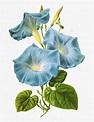 Morning Glory Flower Clipart ipomoea Admiral Grasset Vintage Botanical ...