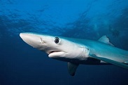 El tiburón azul, un veloz viajero recorre los océanos del mundo ...