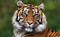 Brève | Regardez ce tigre se ruer vers la liberté