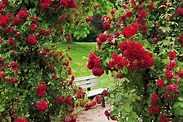 Growing Roses: How to Plant & Grow Roses | Better Homes and Gardens