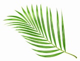 tropical nature green palm leaf isolated on transparent pattern ...