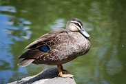Duck On A Rock Free Stock Photo - Public Domain Pictures