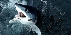 Lo squalo più veloce del mondo sta accelerando verso l'estinzione