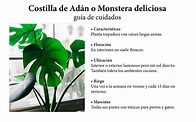 Costilla de Adán o monstera deliciosa: guía de cuidados