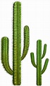 Cactus PNG Image - PurePNG | Free transparent CC0 PNG Image Library