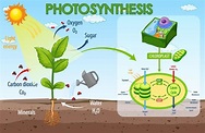 Diagrama que muestra el proceso de fotosíntesis en planta. 3468597 ...