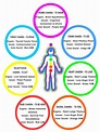 The Chakras & Their Functions