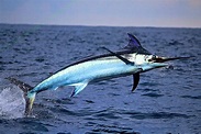 7 Swordfish Facts That We Swear Are True