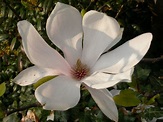 Magnoliophyta