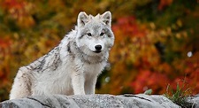 Un lobo salvaje en el ártico - Animales muy hermosos | Wallpaper HD ...