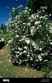 La botánica, la adelfa (Nerium), blanco arbusto florido, Olean, Rosa ...
