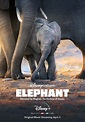 Elephant (2020) - FilmAffinity