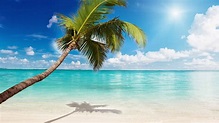 Imagenes de una playa con palmeras - Imagui