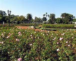 Jardins Das Rosas Buenos Aires, Argentina Foto de Stock - Imagem de ...