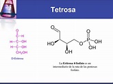 PPT - Unidad IV: Química de carbohidratos PowerPoint Presentation, free ...