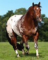 Sweetwater Farms breeders of Quality Appaloosas since 1979 | Horses ...