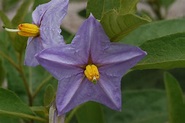 Solanum L. | Plants of the World Online | Kew Science