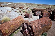 El bosque petrificado de Arizona [Ruta 66] | Destino Infinito