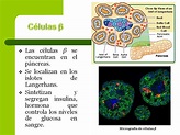 Celulas Betas Do Pancreas