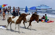 Ocean City beach guide - WTOP News